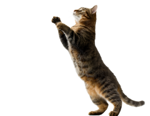 A tabby cat with brown and black stripes standing on its hind legs and reaching up against a transparent background PNG