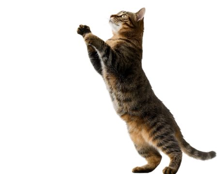A tabby cat with brown and black stripes standing on its hind legs and reaching up against a transparent background PNG