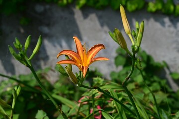 Orange dailily (Hemerocallis fulva) flowers. Asphodelaceae perennial plants. Orange flowers bloom...