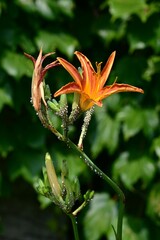 Orange dailily (Hemerocallis fulva) flowers. Asphodelaceae perennial plants. Orange flowers bloom in summer. The buds, leaves and roots are edible and used as herbal medicine.