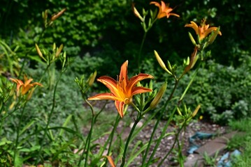 Orange dailily (Hemerocallis fulva) flowers. Asphodelaceae perennial plants. Orange flowers bloom...