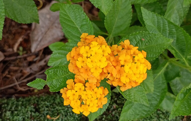yellow flowers in the garden