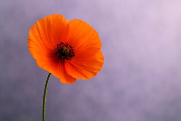 A single orange poppy flower against a soft purple background studio
