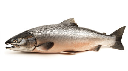 Obraz premium Salmon fish isolated on white