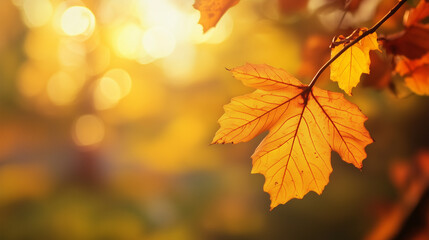 Fototapeta premium Colorful foliage in the park. Falling leaves natural background .Autumn season concept. Abstract autumn background