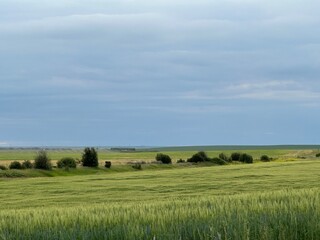 green field and blue sky