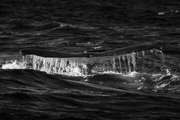 Humpback whale showing off its tail in the ocean near Gold Coast, Queensland, Australia.