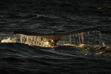 Humpback whale showing off its tail in the ocean near Gold Coast, Queensland, Australia.