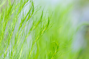 Dog fennel, dogfennel or Eupatorium capillifolium or false dill tree or Asteraceae