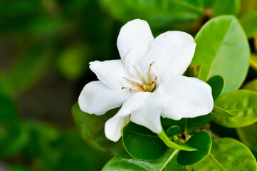 Cape jasmine, Gardenia augusta or Gardenia jasmine or Gardenia taitensis Heaven Scent or RUBIACEAE