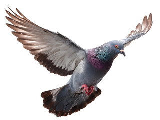 Pigeon flying, transparent background PNG clipart cutout