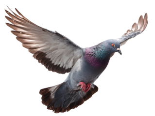 Pigeon flying, transparent background PNG clipart cutout