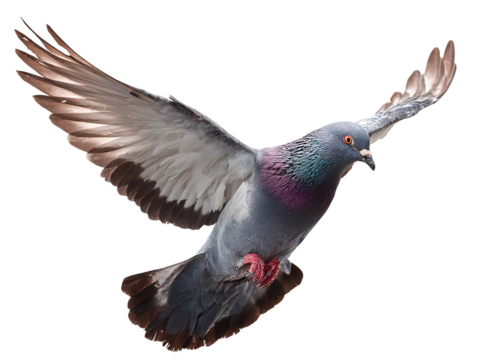 Pigeon flying, transparent background PNG clipart cutout