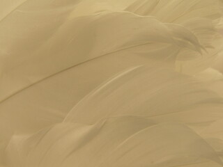 Isolated monochrome Goose Feather group closeup macro.