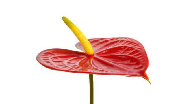Closeup of a Vibrant Red Anthurium Flower with a Yellow Spathe