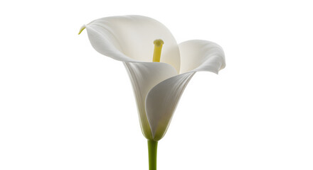 Elegant White Calla Lily with Yellow Spadix Isolated on Black (1)