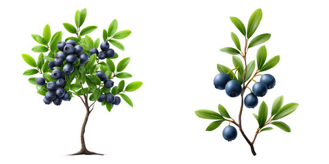 Blueberry bush with ripe fruit and green leaves, fresh crop ready for harvest in natural growth