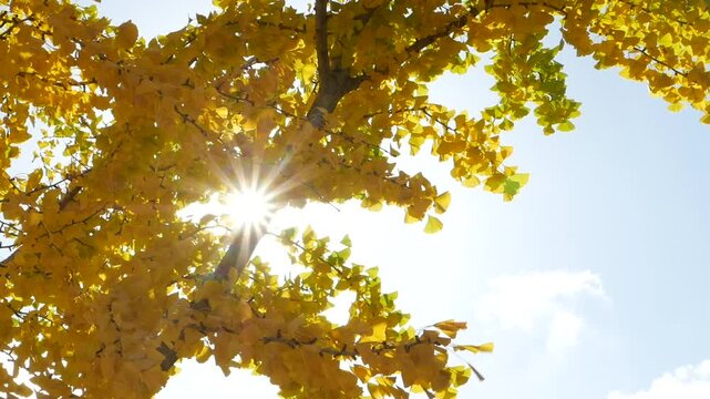 Golden leaves shimmering in the sunlight during autumn