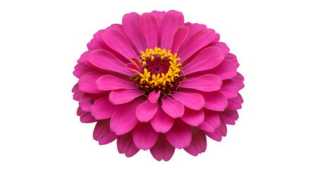 Obraz premium Vibrant Zinnia Elegans with layered petals and bright yellow center isolated