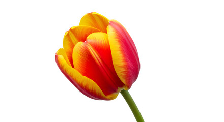 Fototapeta premium Vivid Red and Yellow Tulip Blossom Against Black