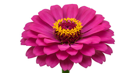 Obraz premium Vivid Pink Zinnia Flower with Yellow Center CloseUp