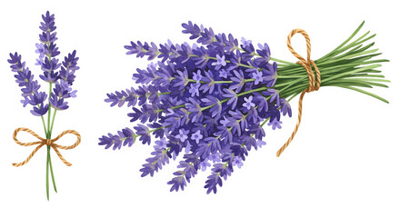 Watercolor Lavender Sprigs and Bouquet Tied with Twine Delicate Floral Illustration