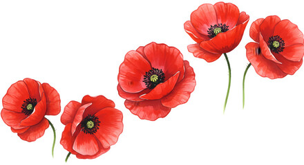 Obraz premium Watercolor Red Poppy Flowers with Delicate Petals and Detailed Centers