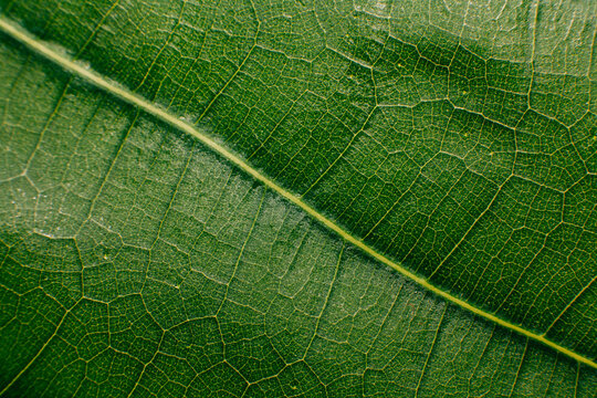 Close-up of Green Leaf Texture and Veins