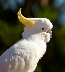 Cockatoo sitting in the sun  looking to the right