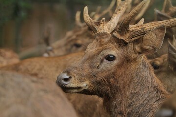 Close up of an adult bawean deer