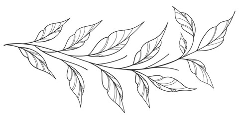 Sketch Floral Botany Collection. flower drawings. Black and white with line art on white backgrounds. Hand Drawn Botanical Illustrations. Vector eps
