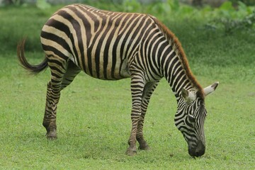 Side view of a zebra grazing alone during the day