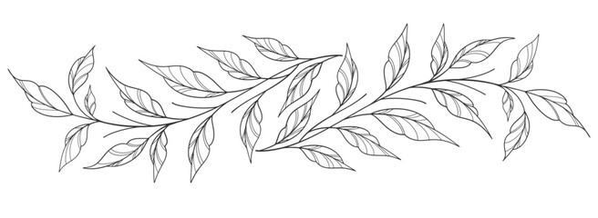 Sketch Floral Botany Collection. flower drawings. Black and white with line art on white backgrounds. Hand Drawn Botanical Illustrations. Vector eps