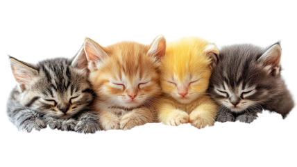 Four adorable kittens sleeping peacefully together