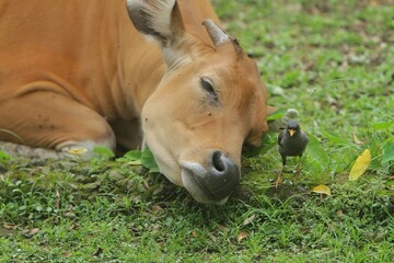 a young bos javanicus sleeping next to a starling