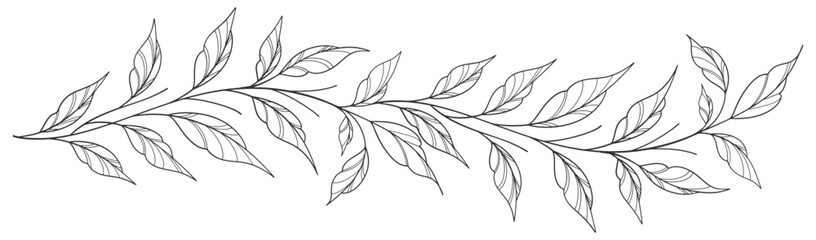 Sketch Floral Botany Collection. flower drawings. Black and white with line art on white backgrounds. Hand Drawn Botanical Illustrations. Vector eps