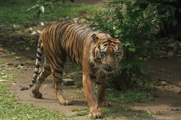A tiger is seen wandering in the bushes during the day