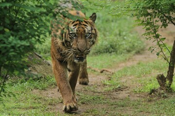 A tiger is seen wandering in the bushes during the day