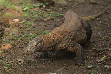 A Komodo dragon is crawling on the ground while looking around