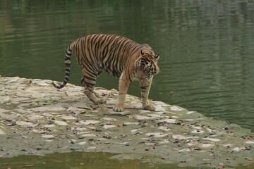 A Sumatran tiger walking along the edge of a pond