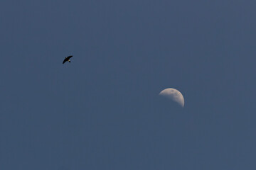 Silhouette of a crow flying against a blue sky with the moon
