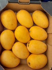 Yellow ripe mangoes in a box. Healthy delicious mango. Tropical seasonal fruit. 