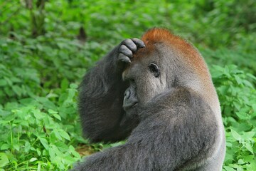 Side view of a silverback gorilla holding its head in confusion