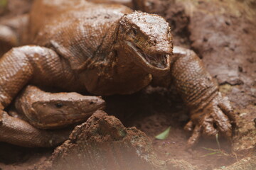 portrait of a salvator lizard wallowing in the mud
