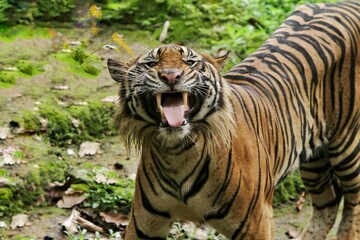 a sumatran tiger standing on the ground grimacing