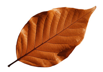 Autumn leaf with prominent veins and water droplet