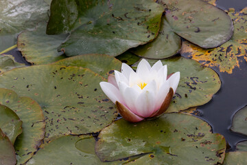 Hardy white water lily. Lily pads floating on the pond.