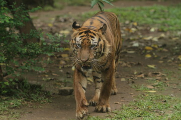 A Sumatran tiger walks slowly on the ground during the day