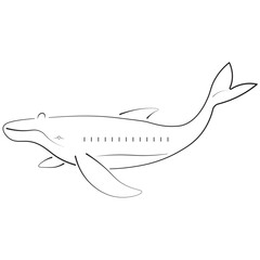Minimalist line art of a whale, perfect for ocean conservation designs, marine biology visuals, animal education projects, and aquatic wildlife-themed graphics.