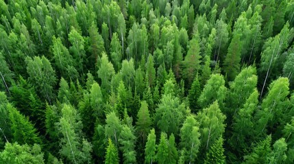Aerial view of lush green pine forest and textured birch groves in mountainous summer landscape, illustrating natural beauty, biodiversity, carbon reduction, the role of forests in air purification